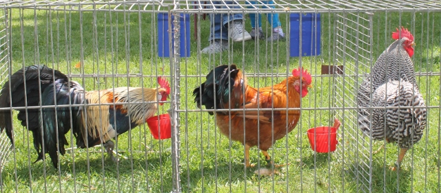 Ausbruch Vogelgrippe in NRW
