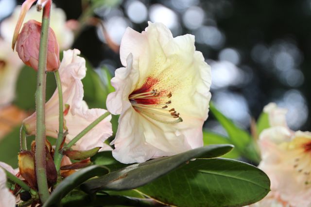 Farbenprächtiger Rhododendron und Blumen bei Wuestemeyer (14)