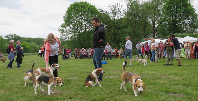 Auf dem Beagle-Spielplatz in Gahlen konnten die Hunde während des bundesweiten Beagle-Treffens frei herumlaufen, während ihre Herrchen und Frauchen miteinander plauderten. Foto: Helmut Scheffler