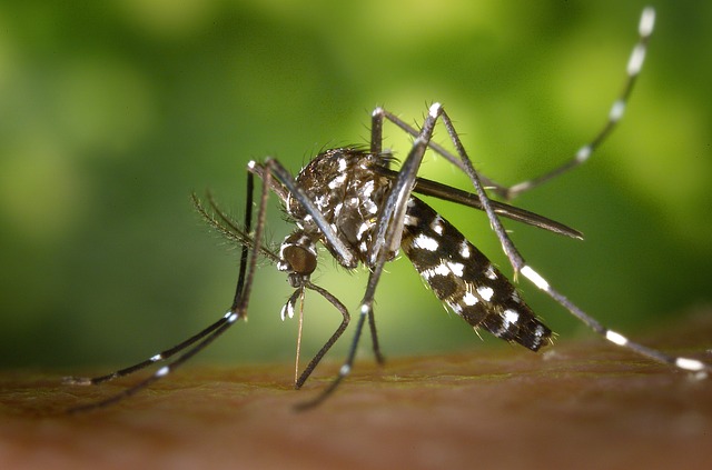 Mückenstiche Mückenplage (1)