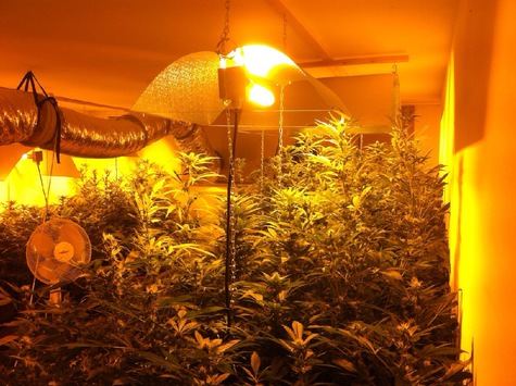 Schermbeck – Kriminalbeamte entdeckten Marihuana-Plantage