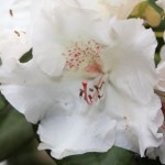 Farbenprächtiger Rhododendron und Blumen bei Wuestemeyer (1)
