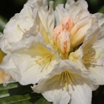 Farbenprächtiger Rhododendron und Blumen bei Wuestemeyer (11)