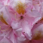 Farbenprächtiger Rhododendron und Blumen bei Wuestemeyer (12)