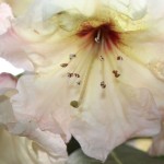 Farbenprächtiger Rhododendron und Blumen bei Wuestemeyer (13)