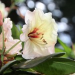 Farbenprächtiger Rhododendron und Blumen bei Wuestemeyer (14)