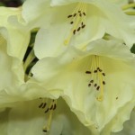 Farbenprächtiger Rhododendron und Blumen bei Wuestemeyer (2)