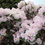 Farbenprächtiger Rhododendron und Blumen bei Wuestemeyer (3)