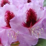 Farbenprächtiger Rhododendron und Blumen bei Wuestemeyer (9)