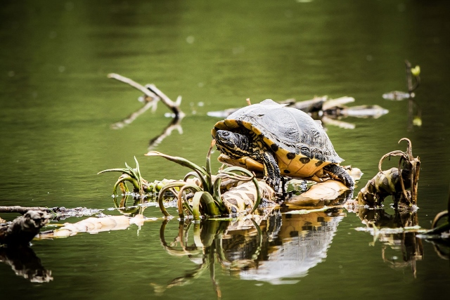 Neue Bewohner im Mühlenteich -Turtle Invasion
