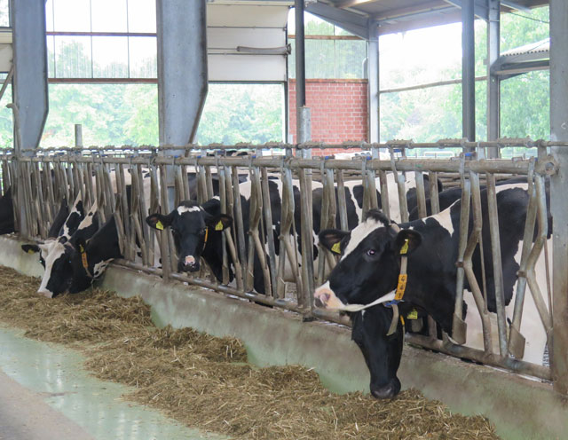 Ruinöse Milchpreise: Marktakteure, Handel und Politik stehen in der Verantwortung