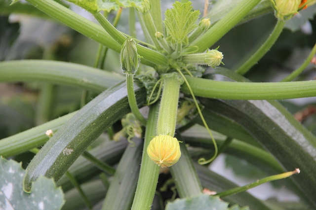 Zucchini – ein mediterranes Sommergemüse hat jetzt Hochsaison