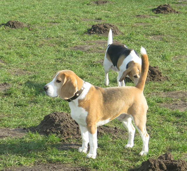 100. BeagleTreffen Hunde genossen den freien Auslauf Schermbeck Online