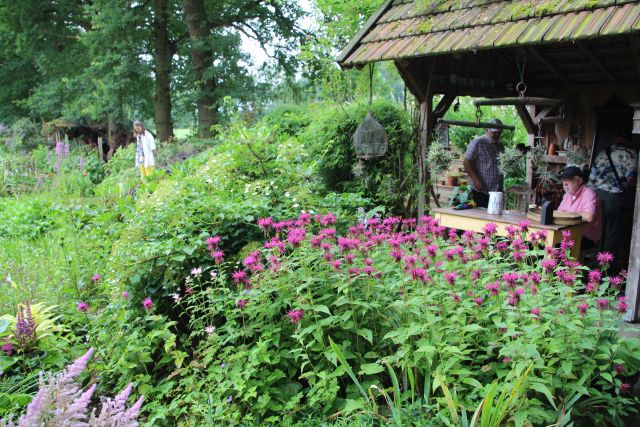 Sommerblumen Garten Paus-Foto Petra Bosse (14)