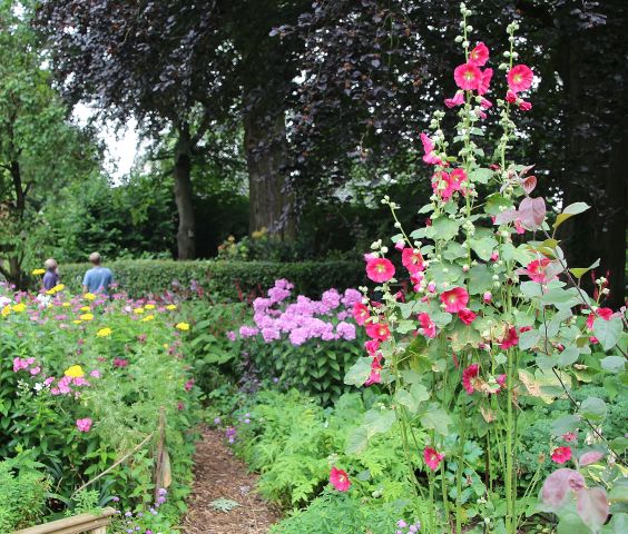 Sommerblumen Garten Paus-Foto Petra Bosse (22)