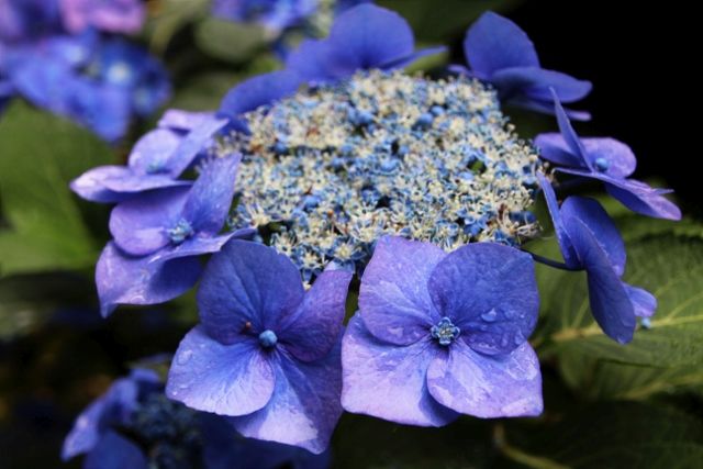 Sommerblumen Garten Paus-Foto Petra Bosse (30)