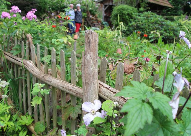 Sommerblumen Garten Paus-Foto Petra Bosse (55)
