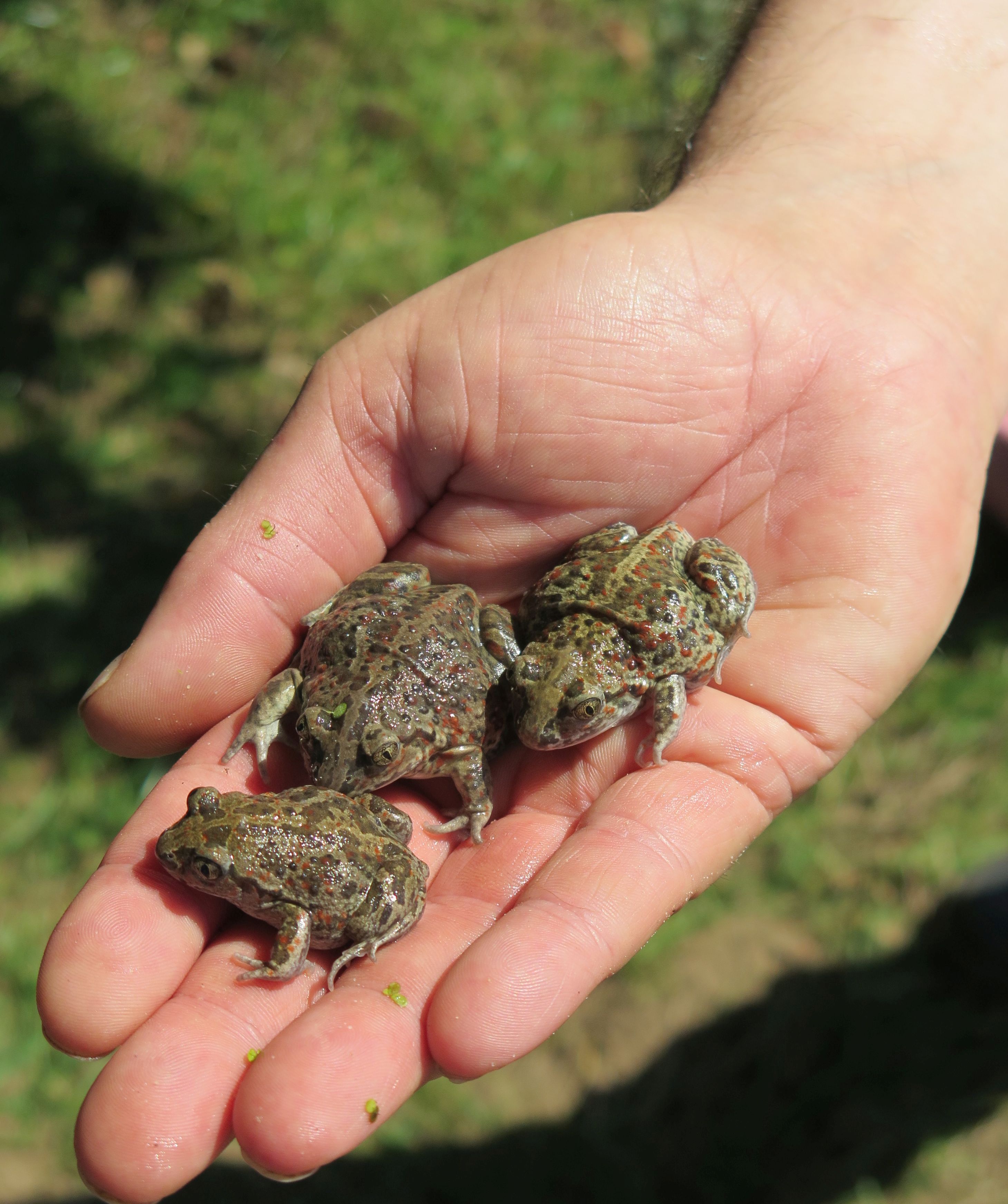 Gleich 387 solcher Knoblauchkröten wurden gestern in der Dammer Lippeaue ausgesetzt. Foto: Helmut Scheffler