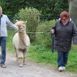 Besuch bei den Alpakas der Familie Lorei in Schermbeck (1)