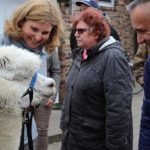 Besuch bei den Alpakas der Familie Lorei in Schermbeck (2)