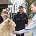 Besuch bei den Alpakas der Familie Lorei in Schermbeck (7)