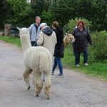 Besuch bei den Alpakas der Familie Lorei in Schermbeck (9)