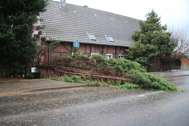 Sturm Friederike hat ersten Baum in Schermbeck gefällt