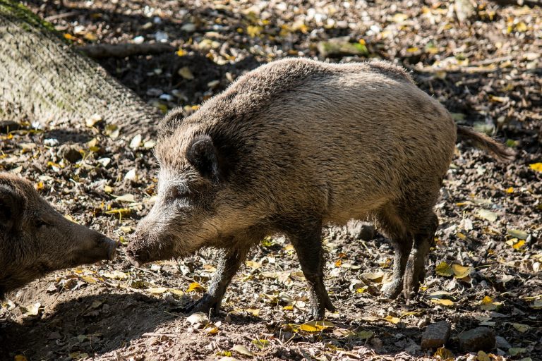 Grüne im Kreistag – Bedrohung durch Schweinepest