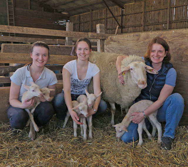 Schaf brachte Fünflinge zur Welt
