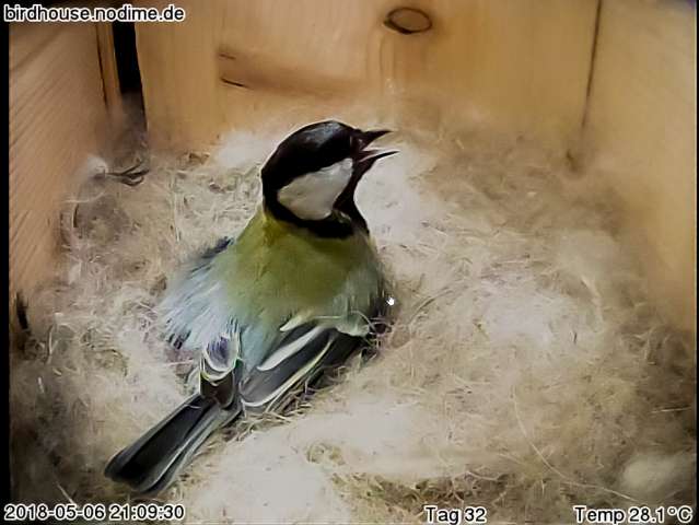Birdhouse Livebilder aus Meisenkasten