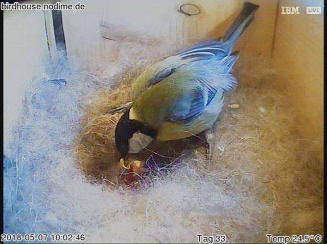 Birdhouse Livebilder aus Meisenkasten