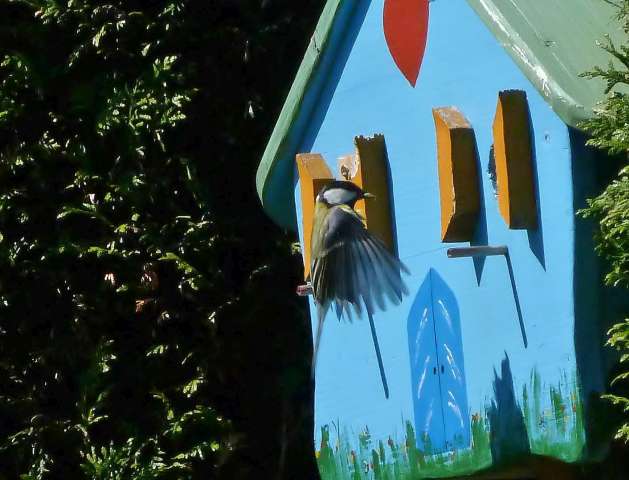 Birdhouse Livebilder aus Meisenkasten