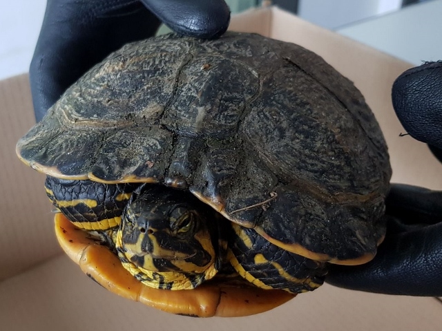 Passant entdeckte Schildkröte auf der Straße