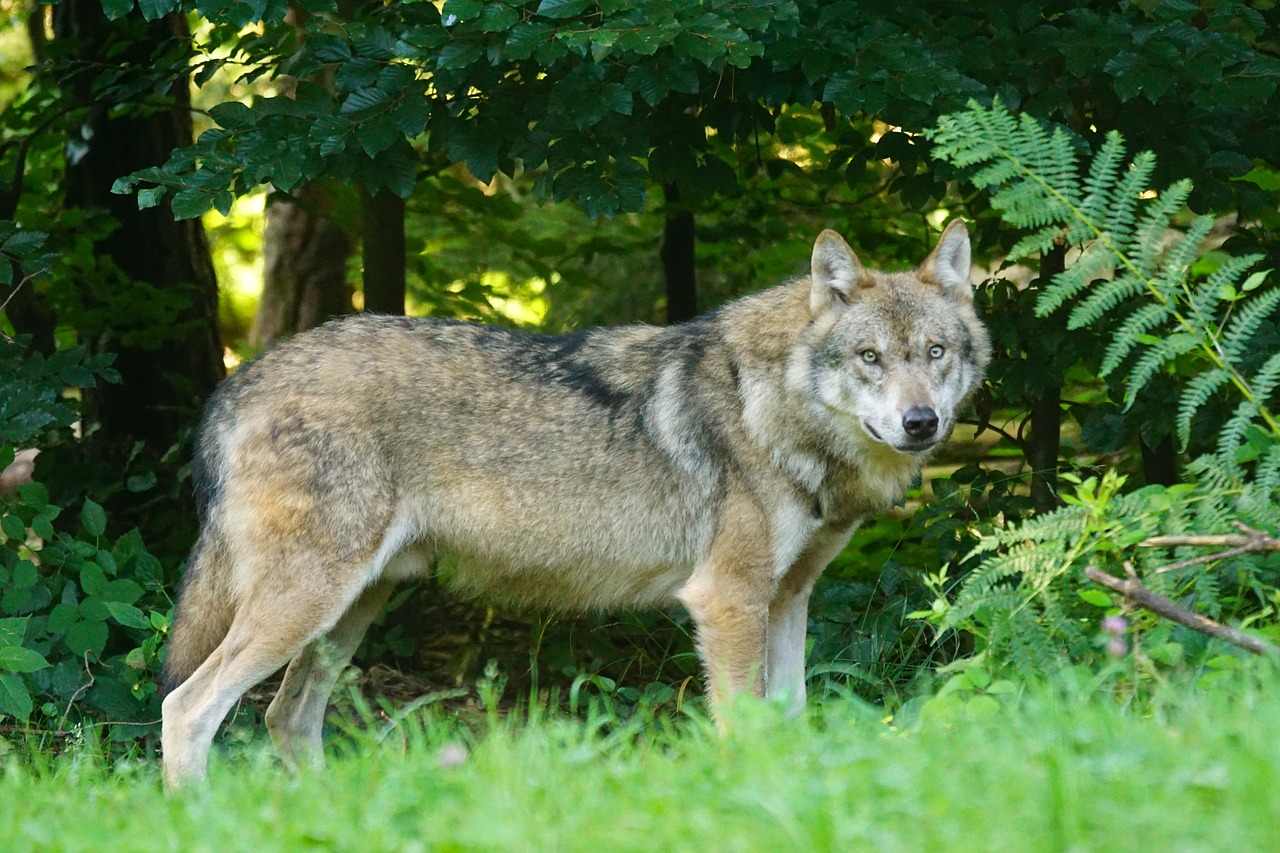 Wolf in NRW
