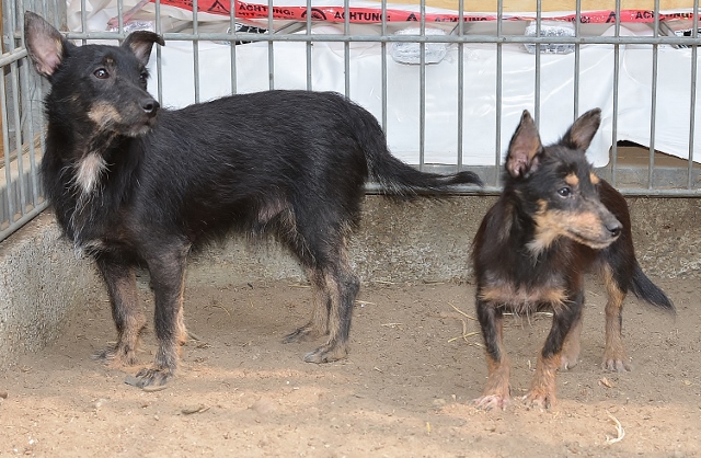 Verwahrloste Fundhunde aus Schermbeck 2018 im Tierheim Wesel 