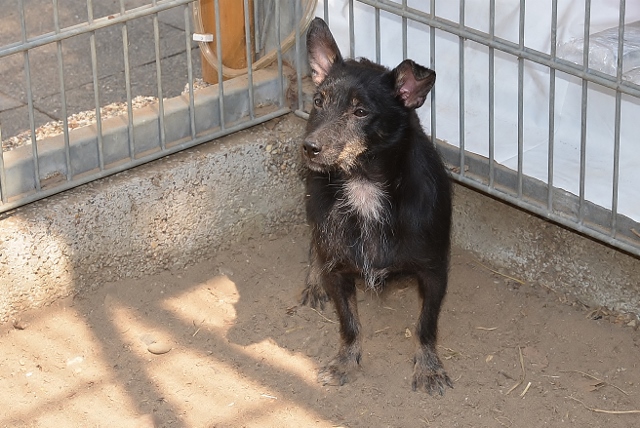 Verwahrloste Fundhunde aus Schermbeck 2018 im Tierheim Wesel (