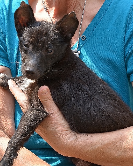 Verwahrloste Fundhunde aus Schermbeck 2018 im Tierheim Wesel