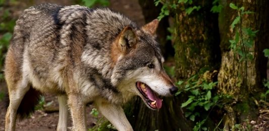 Wolf in Schermbeck (