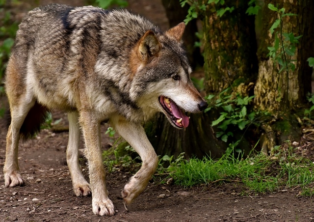 Wolf soll in die Aufnahme des Jagdrechts