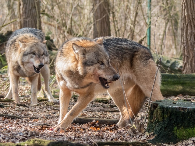 Wolf in der Gemeinde Schermbeck