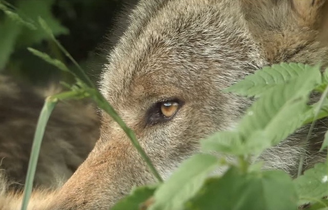 Zwei weitere Wolfsnachweise im Wolfsgebiet Schermbeck