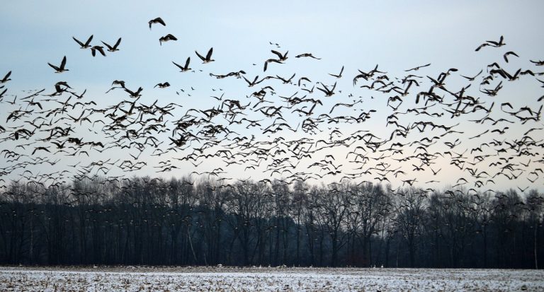 Influenza bei Wildvögeln: Biosicherheit optimieren