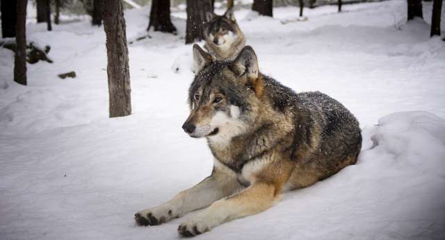 Neue Planung zum Wolfmanagement
