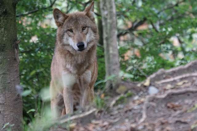 Bundestag lehnt Anträge zum Thema Wolfsmanegement und – Monitoring ab