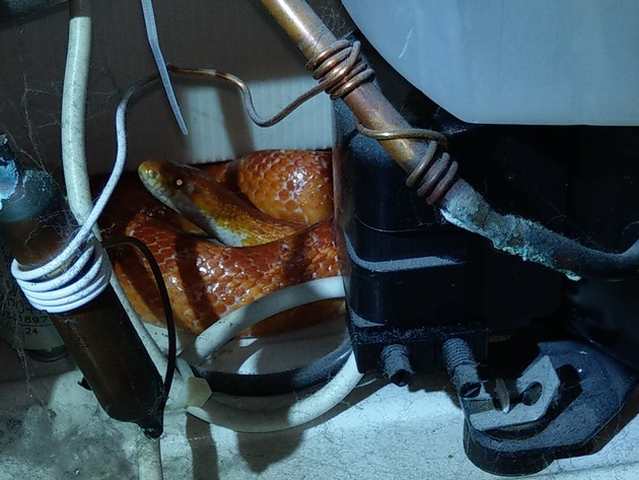 Schlange in Küche versteckt