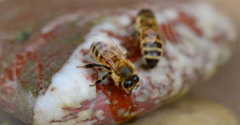 Wasserstelle für Insekten: Bienentränke selber bauen