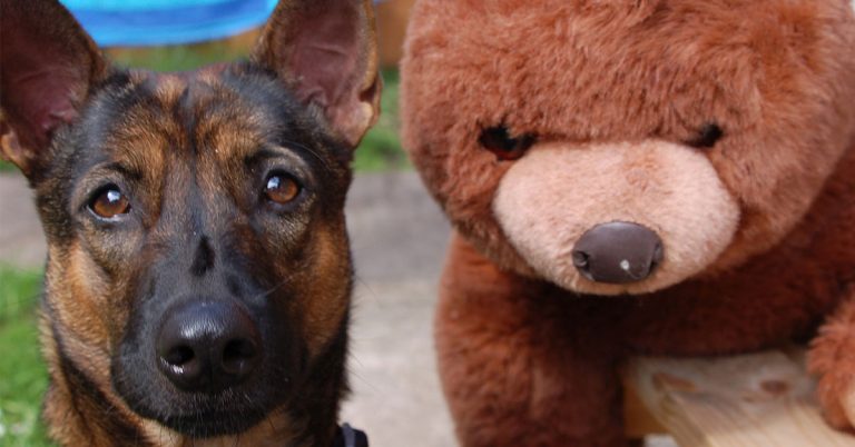 Polizeihundestaffel präsentiert  ihre Rettungshunde