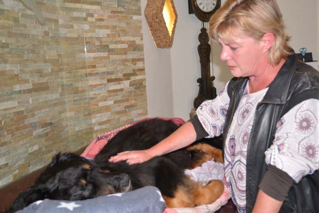 Würdiger Abschied für Hund Ayk im Krematorium