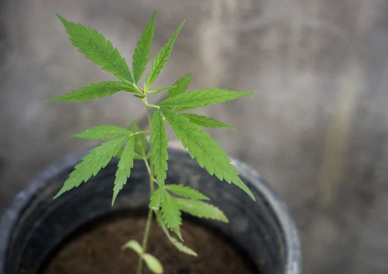 Cannabisplantage Schermbeck