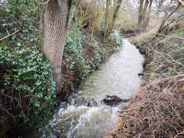 Schermbecker Mühlenbach: Freier Fluss für Flora und Fauna